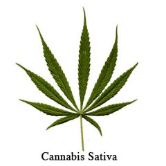 cannabis sativa leaf