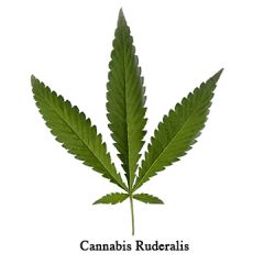 cannabis ruderalis 1