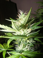 AutoKush x(la diwa X The pure)1