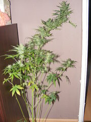 Auto kush X (La diwa X The pure)