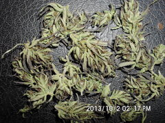 IMG 0766