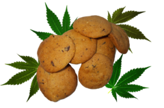 Szybkie ciasteczka konopne   Speed Cannabis Cookie