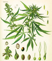 marijuana breeding