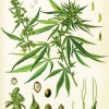 marijuana breeding