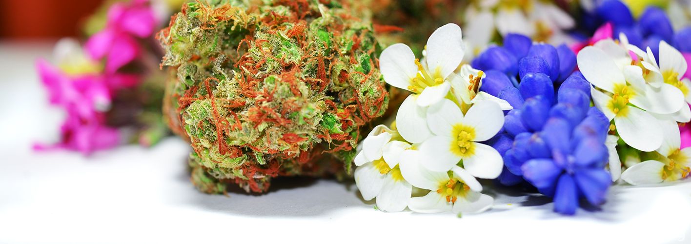 Wiosna konopna   Cannabis Spring