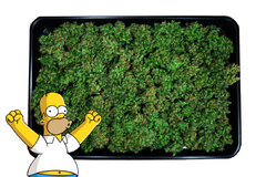 Homer I Super Silver Haze