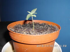 IMG 0839