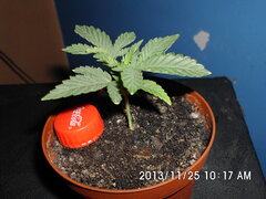 IMG 0884