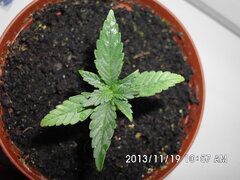 IMG 0871