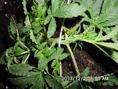 IMG 0922