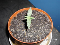 IMG 0836