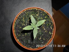IMG 0853