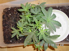 IMG 0934
