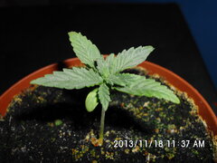 IMG 0856