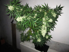 old school haze in Autopot & BioTabs week 11 of flowering yi.JPG