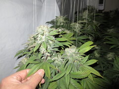 flowerbomb kush & BioTabs ready For harvest. Winner Of High