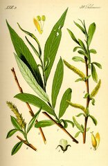 Illustration Salix alba0 (2)