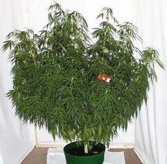 marijuana plant