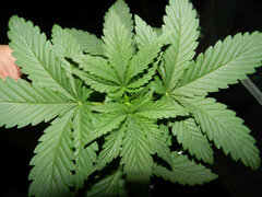 Marijuana Vegetative stage