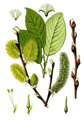 Cleaned Illustration Salix caprea (2)