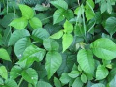 Is It possible To Be allergic To cannabis 2 Poison Ivy A common cause Of contact dermatitis 250x187
