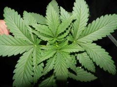 Marijuana Vegetative stage