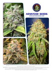 Advanced seeds page 024