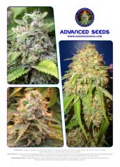 Advanced seeds page 024