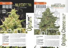 paradise seeds katalog polski page 009