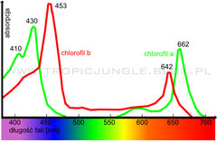 chlorofil