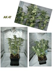 ak47