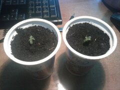pierwsze Planty 2013 :D