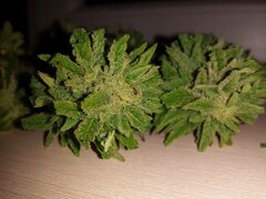 M (2)