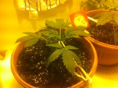 15 BLUE LST.JPG