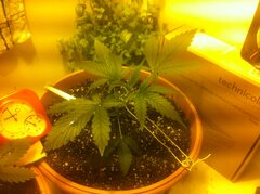 15 easy LST