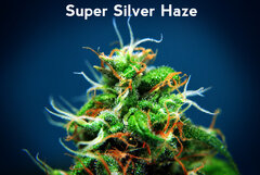 Baner Diety z Konopią - Top Super Silver Haze