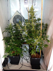 Lavender Haze & Domina 61 dzien