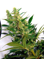 Lavender'y Top dzień 53dzień Lavender Haze & Domina