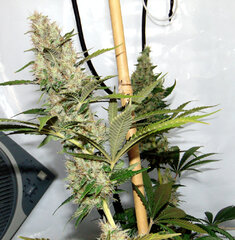 Lavender Haze & Domina   Top lavender dzien 71