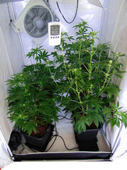 Lavender Haze & Domina   Bio tabs Autopot 600w dzien 38 boks