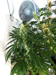 DominaLavender Haze I & Domina 61 dzien