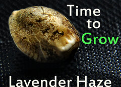 Lavender Haze Grow