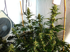 L Lavender Haze I & Domina 61 dzien