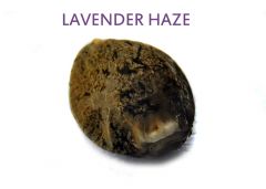 Lavender Haze - Kielkowanie