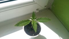 White Widow Auto 8 dzien