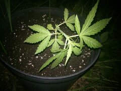 Auto Chocolate Skunk od 00 Seeds Bank