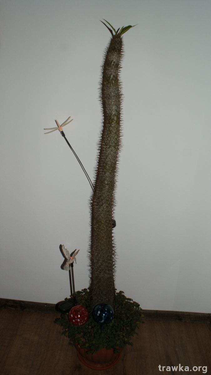 Moje kaktusy :D