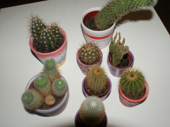 kaktusy1