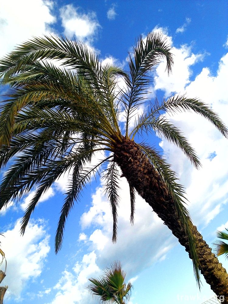 Alicante   palmas