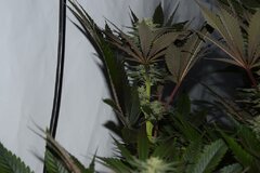 DSC 0019